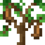 Cashew Sapling