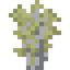 Socotra Dragon Sapling