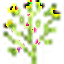 Dill