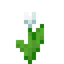 White Tulip