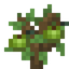Soursop Sapling