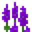 Purple Lupine