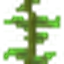Kelp Plant