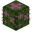 Flowering Barrel Cactus