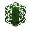 Acacia Leaf Hedge