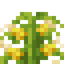 Wild Corn