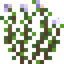 Oregano