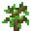 Lime Sapling