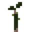 Coconut Sapling