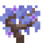 Jacaranda Sapling