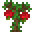Cashew Sapling