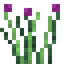 Chives
