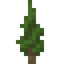 Cypress Sapling