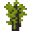 Logwood Sapling