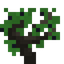 Blackthorn Sapling
