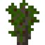Brazil Nut Sapling