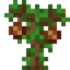 Pecan Sapling