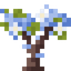 Blue Magnolia Sapling