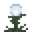 Shimmerweed