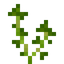 Parsley