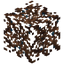 Petrified Root