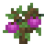Plum Sapling