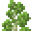 Birch Shrub