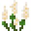 Small White Lupine