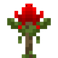 Waratah