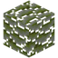 Pinap Berry Leaves