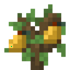 Lemon Sapling