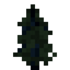 Spruce Sapling