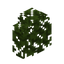 Dark Oak Hedge