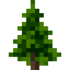 Pine Sapling