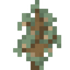 Hazel Sapling