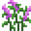 Wild Nettle