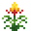Guzmania