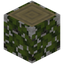 Overgrown Birch Log