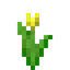 Yellow Tulip