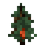 Maple Sapling 