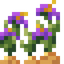 Wild Onions