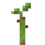 Pandanus Sapling