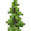 Larch Shrub