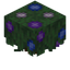 Hydrangea Hedge