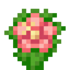 Pink Hibiscus