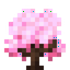Sweet Blossom Sapling