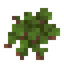 Azolla