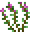 Thyme