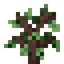 Avocado Sapling