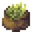Dried Barley